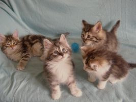 kitten000.jpg