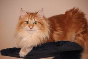 kitten006.jpg