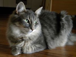 kitten015.jpg